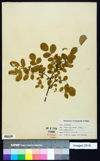 Rosa gymnocarpa image