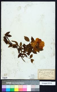 Rosa laevigata image