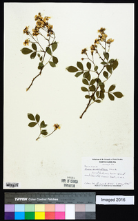 Rosa multiflora image