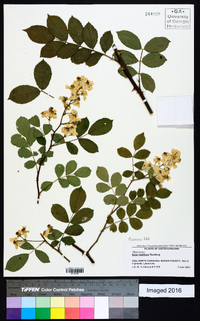 Rosa multiflora image