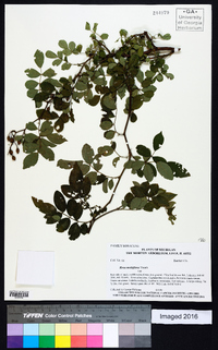 Rosa multiflora image