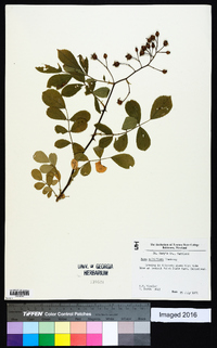 Rosa multiflora image