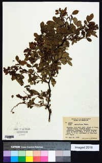 Rosa multiflora image