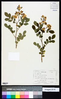 Rosa multiflora image