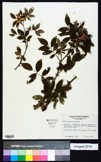 Rosa palustris image