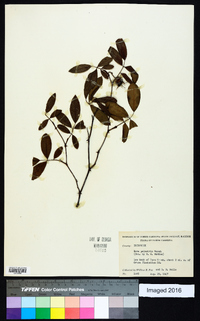 Rosa palustris image