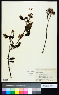 Rosa palustris image