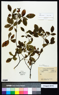 Rosa palustris image