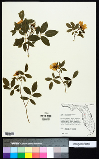 Rosa palustris image