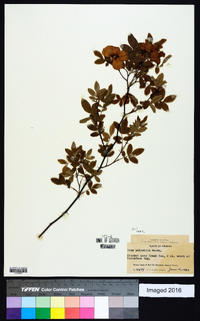 Rosa palustris image