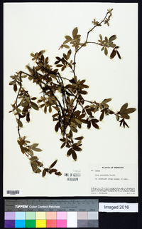 Rosa palustris image