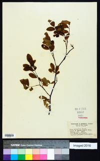 Rosa palustris image