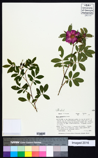 Rosa palustris image