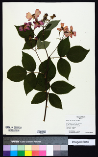 Rosa setigera image