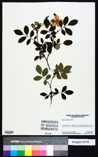 Rosa virginiana image