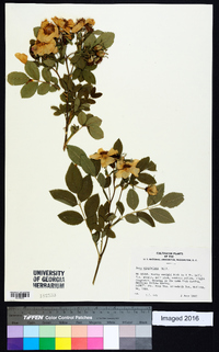 Rosa virginiana image