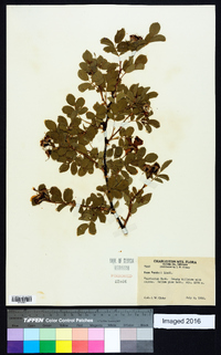 Rosa woodsii image