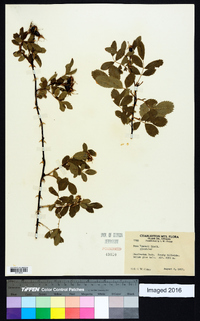 Rosa woodsii image