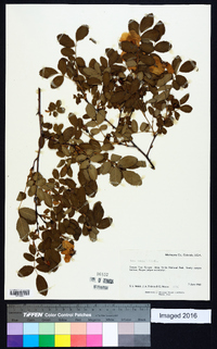 Rosa woodsii image