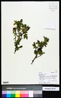 Rosa woodsii image