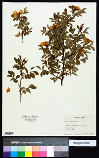 Rosa woodsii image