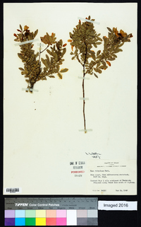 Rosa foliolosa image