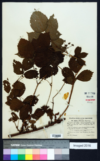 Rubus abbrevians image