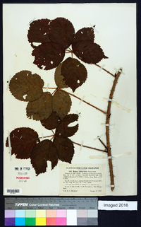 Rubus abbrevians image