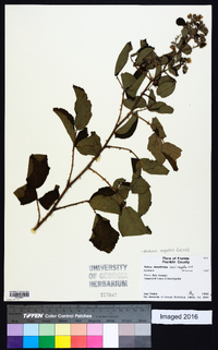 Rubus argutus image