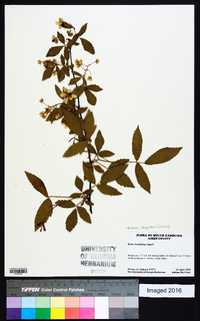 Rubus argutus image