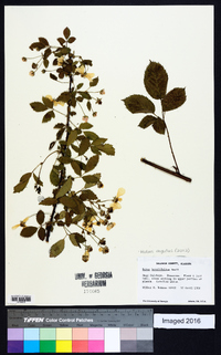 Rubus argutus image