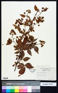 Rubus argutus image