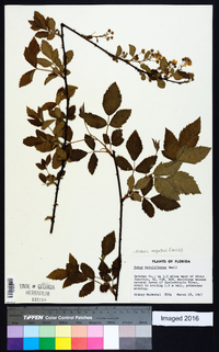 Rubus argutus image