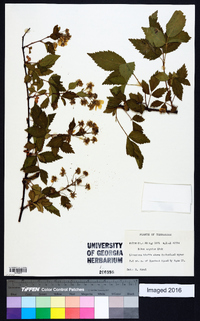 Rubus argutus image