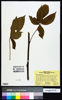 Rubus argutus image