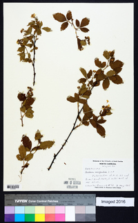 Rubus argutus image