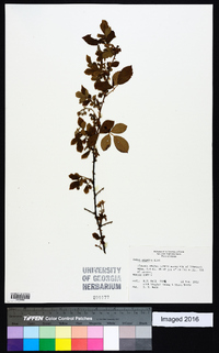 Rubus argutus image