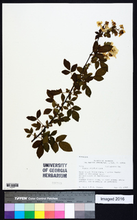 Rubus argutus image