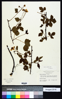 Rubus argutus image