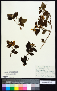 Rubus argutus image