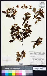 Rubus argutus image