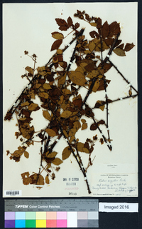 Rubus argutus image