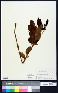 Rubus argutus image