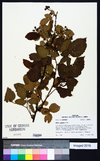 Rubus argutus image