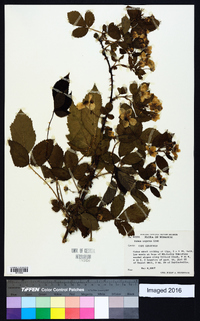 Rubus argutus image