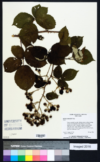 Rubus bifrons image