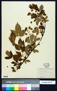 Rubus canadensis image