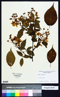 Rubus canadensis image