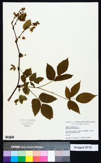 Rubus canadensis image