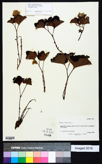 Rubus chamaemorus image